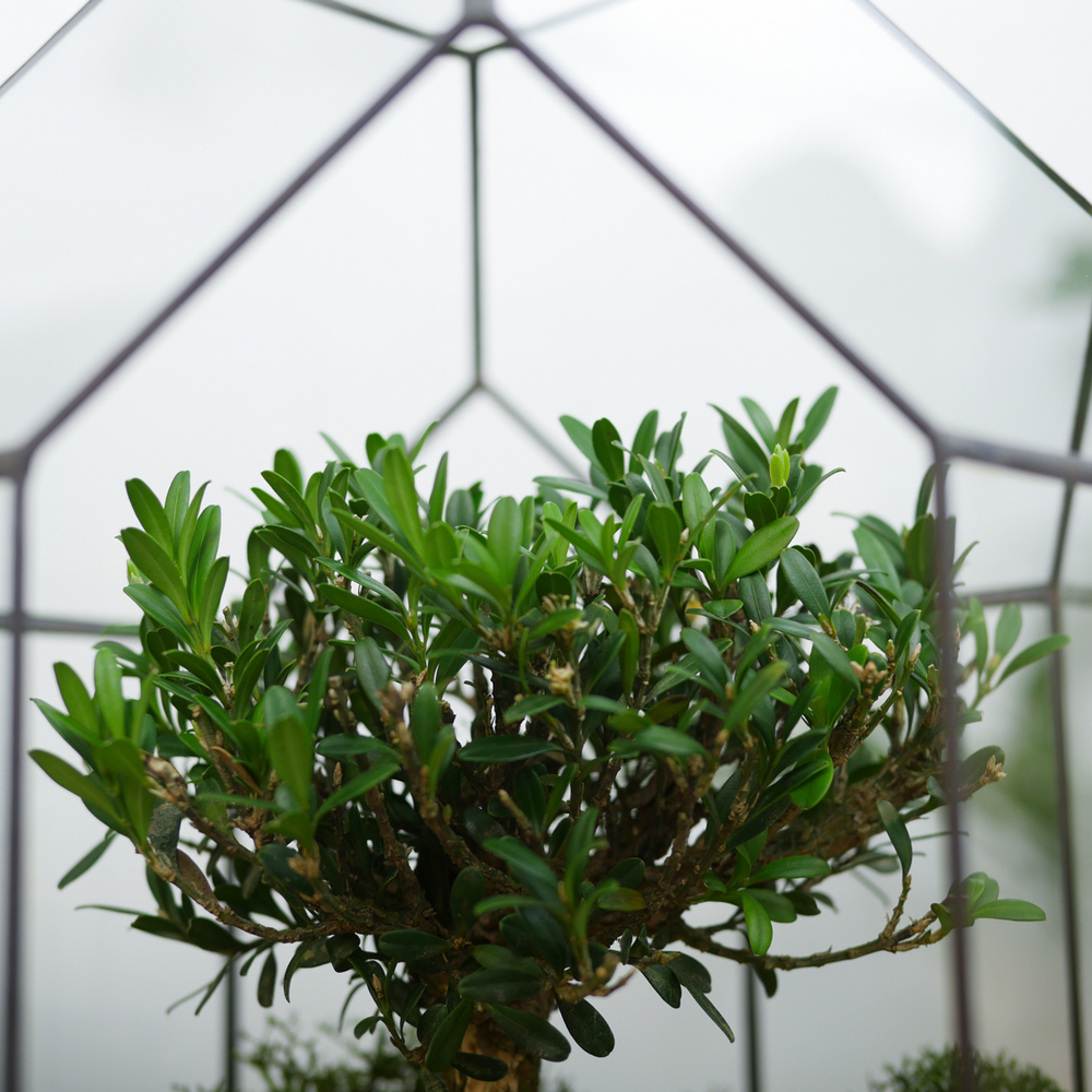 Готовый флорариум бонсай Самшит Бонсариум