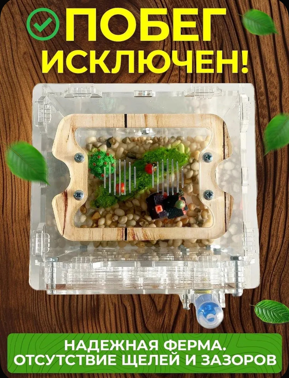 Муравьиная ферма «Кубик Древесный» с муравьями в подарок