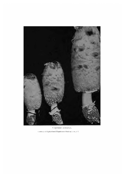 The mushroom book | Nina Lovering Marshall