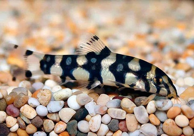 Боция Куботай