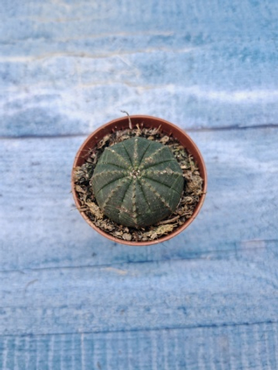 Euphoria Obesa (Эуфорбия)