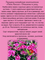 Гвоздика Пинк Киссес китайская многолетняя