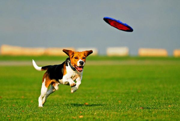 Дог-фризби – отличная игра для собаки и ее хозяина