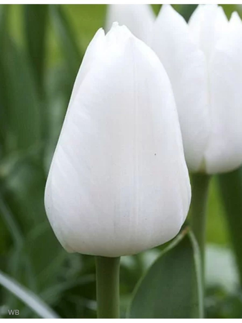 Тюльпан Луковица, Роял вирджин 5 шт крупные