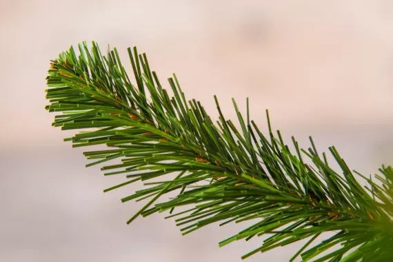 Ель Альпийская в мешочке 90 см., мягкая хвоя, Triumph Tree (73562)