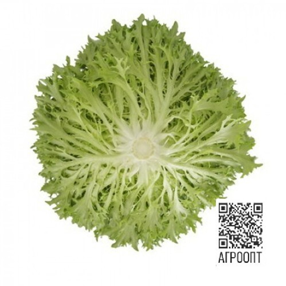 Экстемп семена салата листового (Rijk Zwaan / Райк Цваан) продукт – фото 2