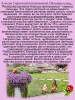 Алиссум вегетативный Люсия Лаванда розовый Lucia Lavаnder