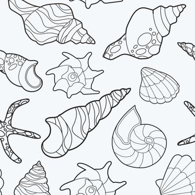 Морские ракушки на белом фоне