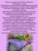 Флокс шиловидный Перпл Бьюти сиреневый