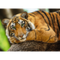 Puzzle &quot;500&quot; - Tiger portrait
