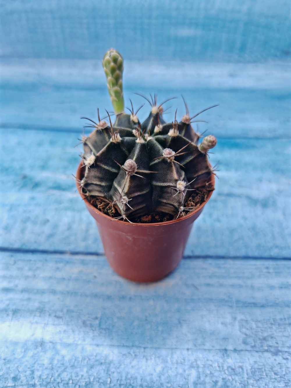 Gymnocalycium Friedrichii (Гимнокалициум)