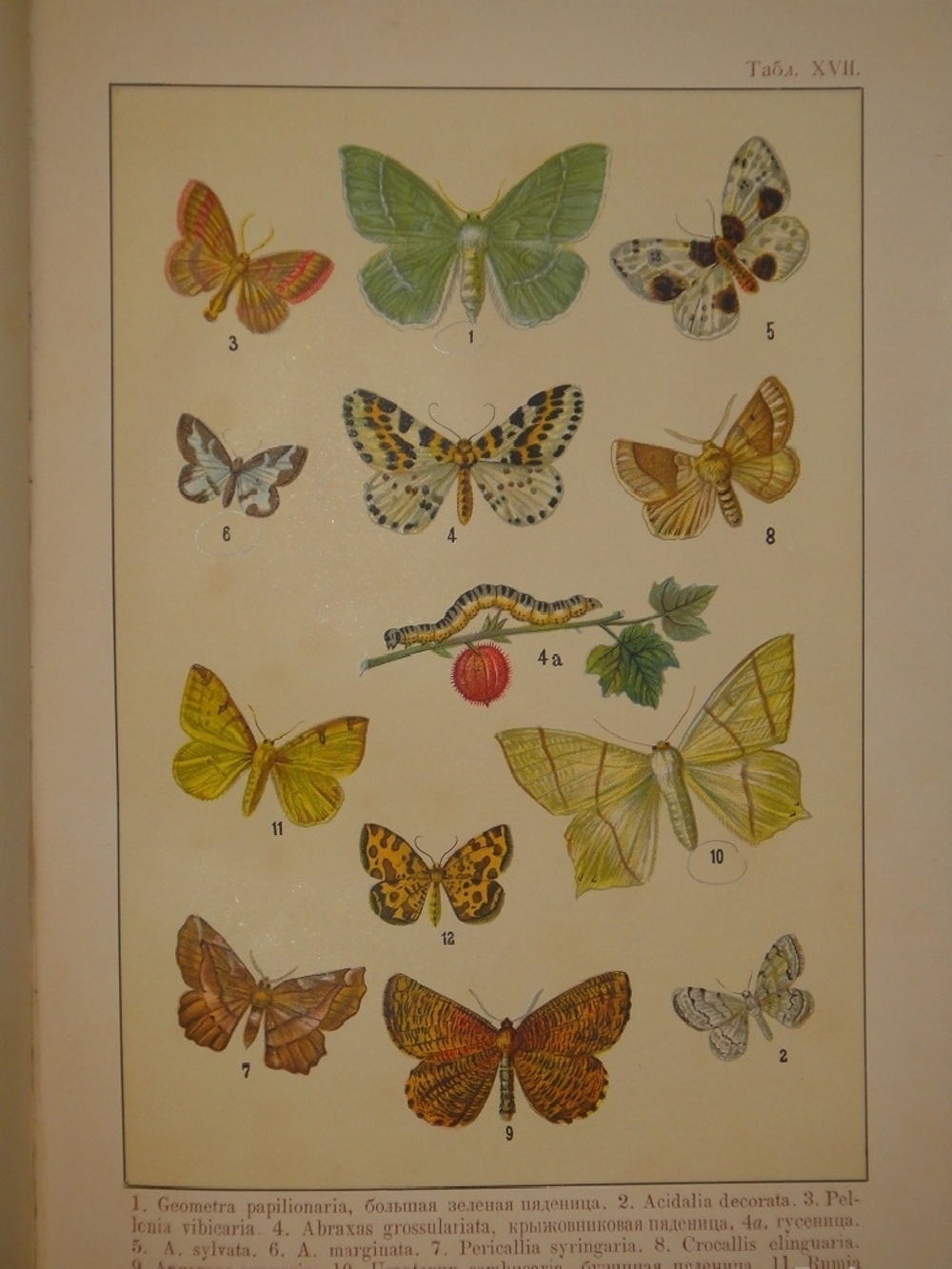 "Бабочки Европы. Описание наиболее известных видов и руководство к собиранию и определению бабочек и их гусениц". 1904г.