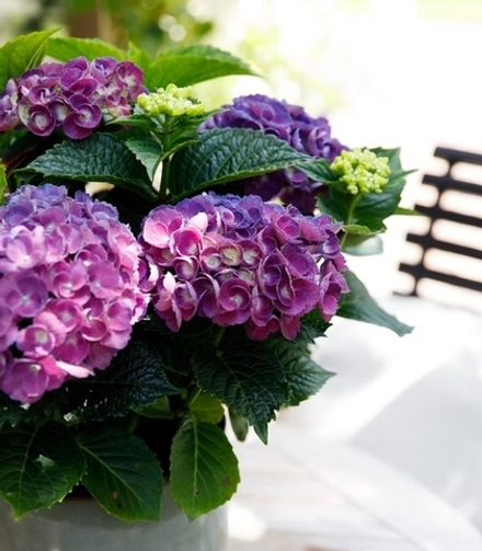 Bric-a-Brac Lilas (Стандарт поставки Р9)2025г.