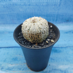 Astrophytum Asterias (Астрофитум)