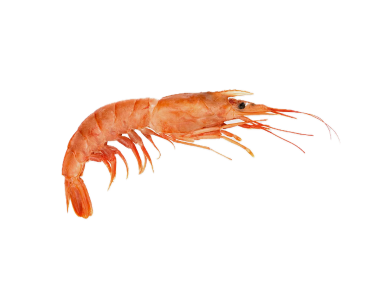 креветка королевская