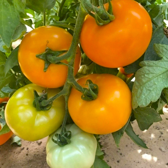 БИГОРАНЖ F1 семена томата Takii купить отзывы – фото 6