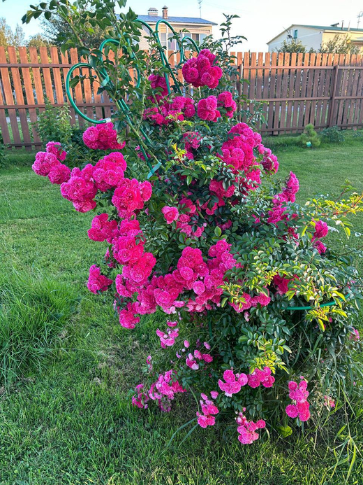 Роза Супер Экцельза штамб 160-180 см Закупка М21