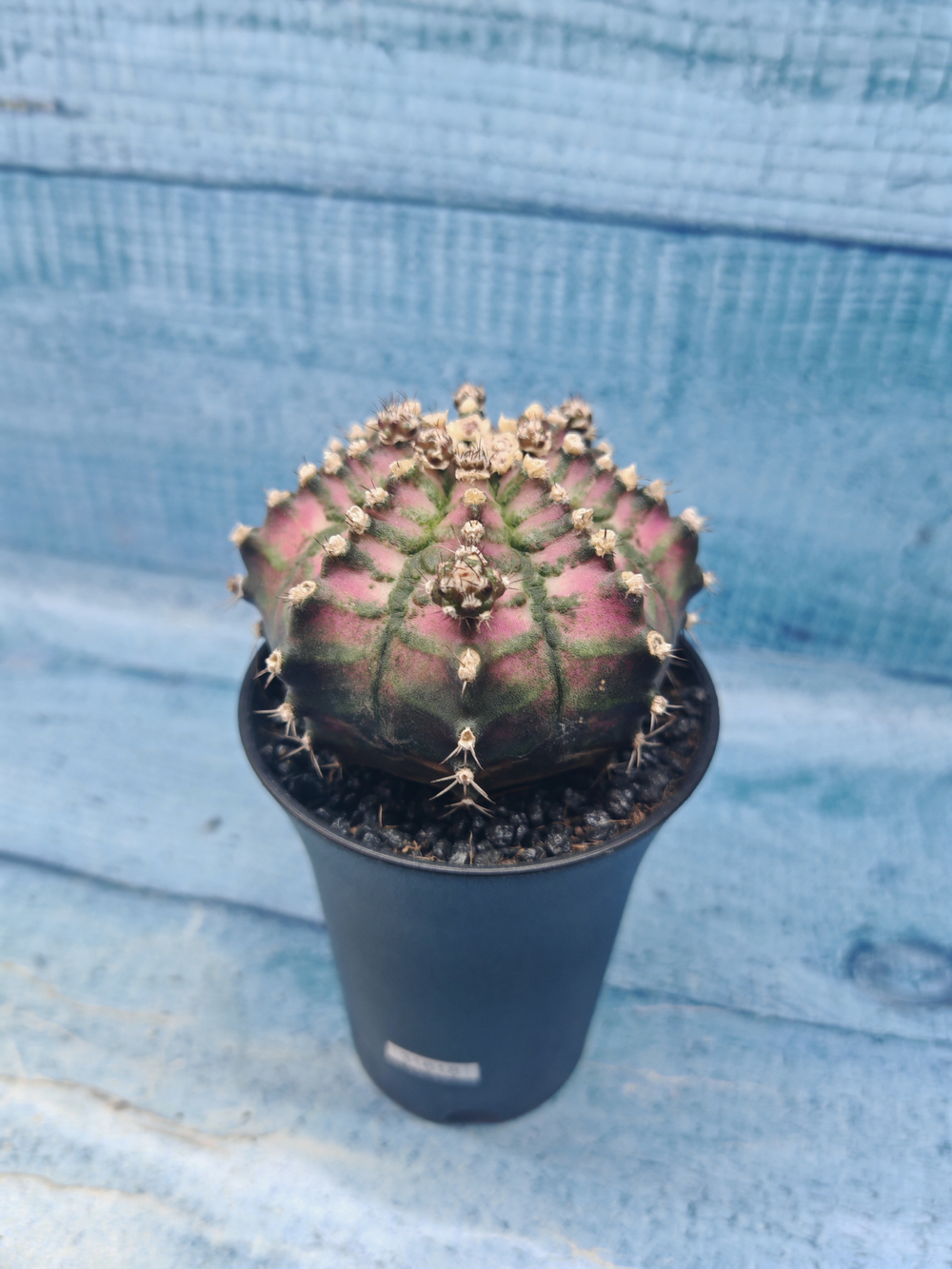 Gymnocalycium T-Rex Pink hybrid (Гимнокалициум T-rex)