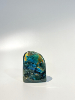 Срез Лабрадора S