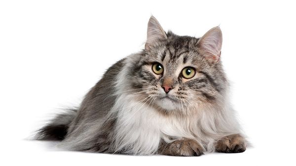 Состав корма для кошек: учимся разбираться
