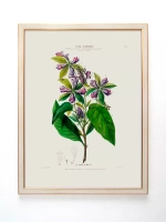 Постер настенный в багетной раме "Ботаника" 42*32 см