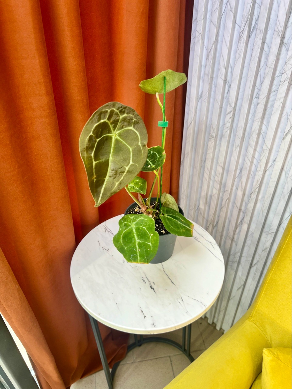 Антуриум Форгетти, D12см Н35см, 1шт, Urban Jungle