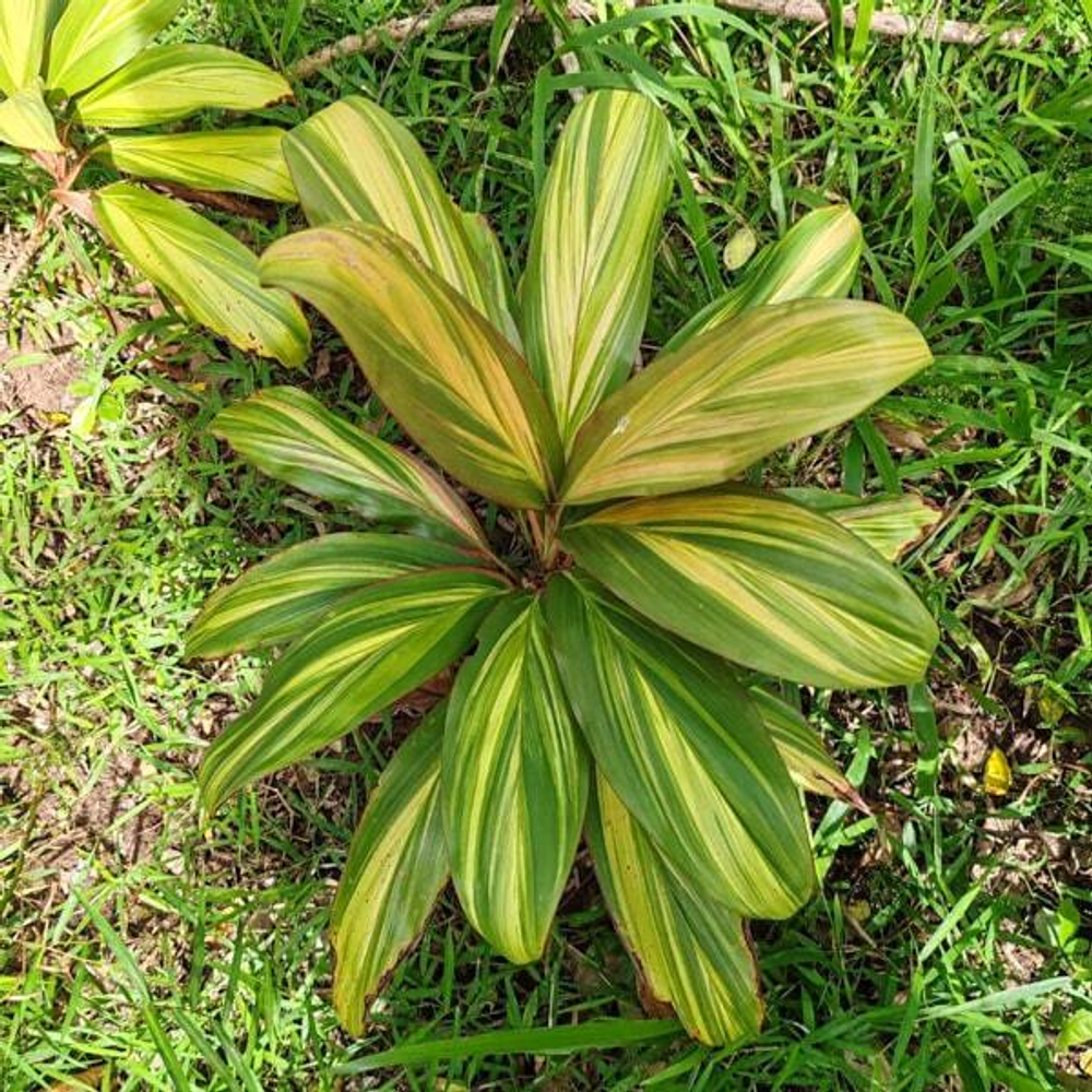 Кордилина PHET SAI THONG KHAM–GOLDEN DIAMOND