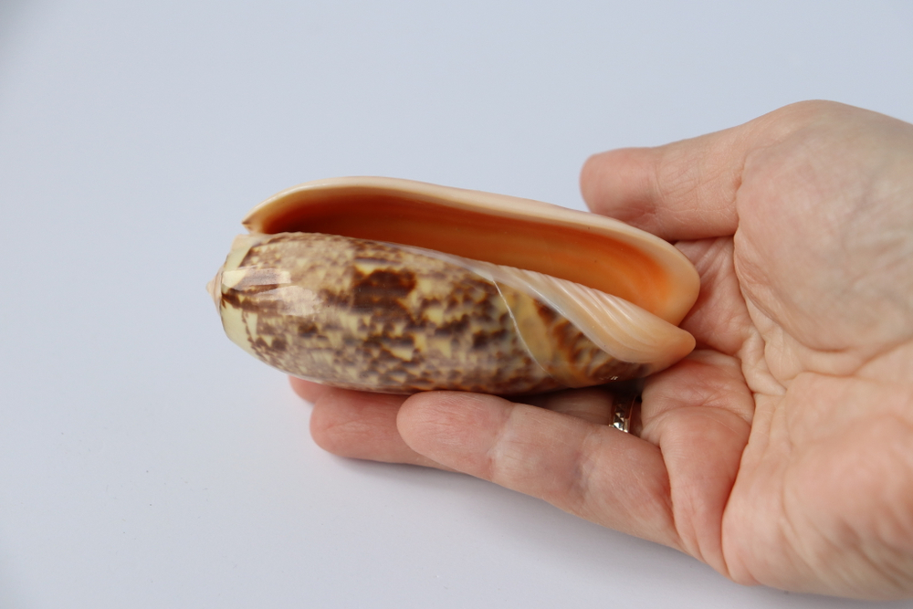 Ракушка Олива Миниакея, 8см, 1шт коллекционный
