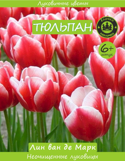 Тюльпан Луковица, Лин ван де Марк 6+ шт