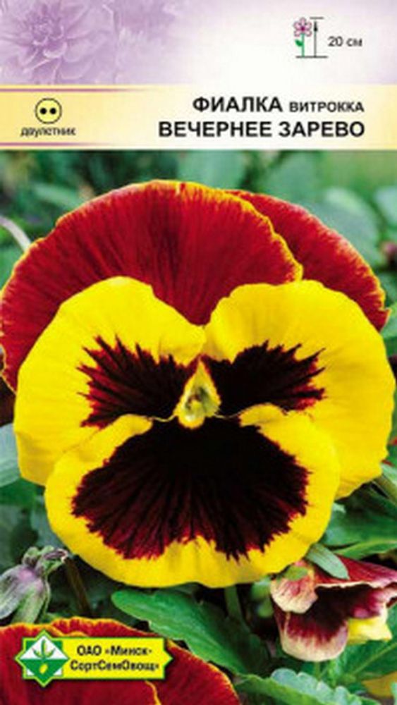 Фиалка витрокка &quot;Вечернее зарево&quot; 0.1г, Германия.