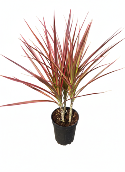 Драцена узколистная Seven-Color Iron д.12