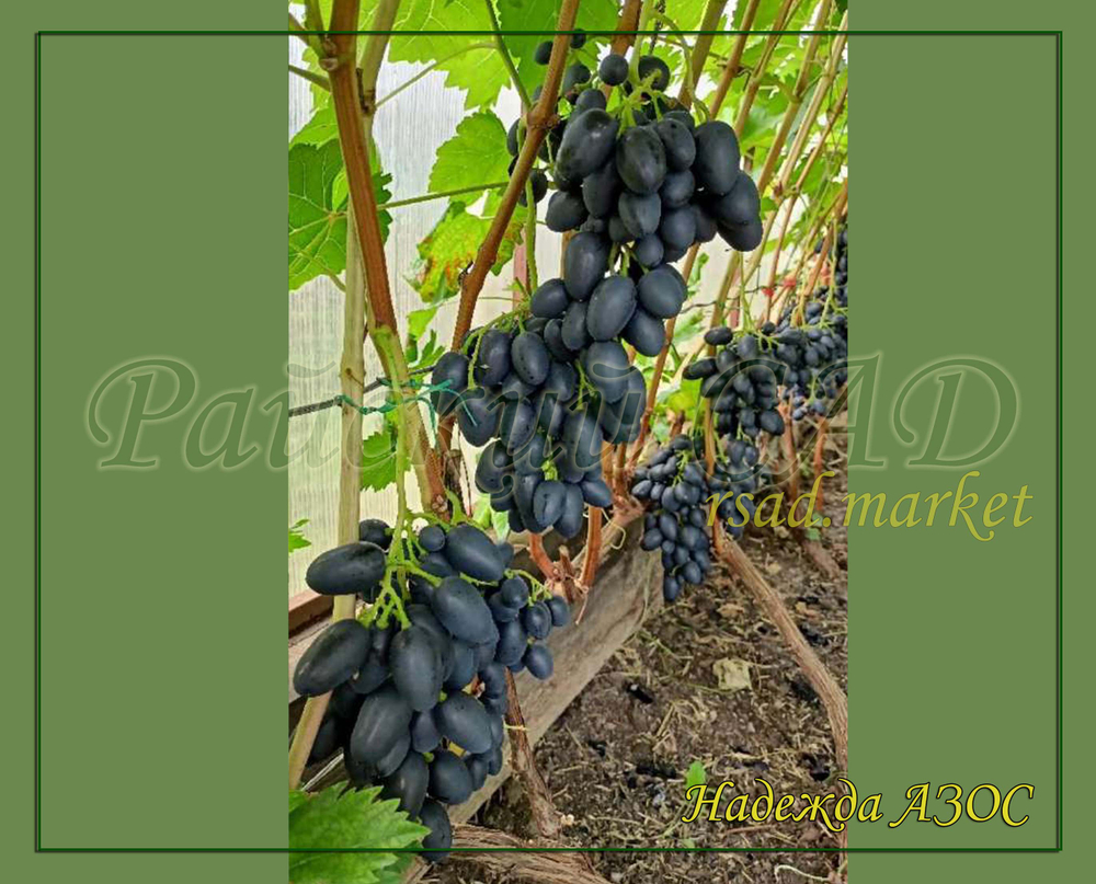 Виноград Надежда Азос
