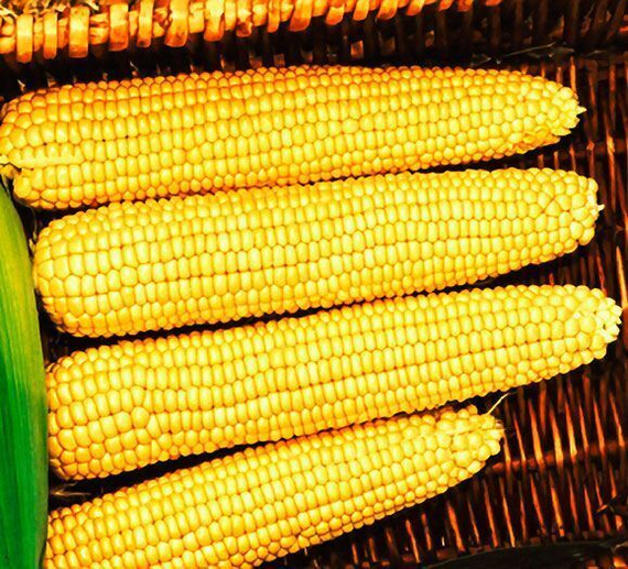 МЕГАТОН F1 семена кукурузы (Clause | Alexagro) – фото 8