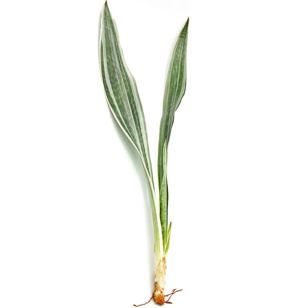 Сансевиерия Металлика H45 - черенок