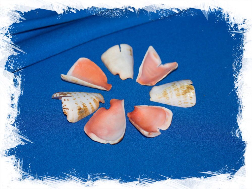 Кусочки ракушек для поделок