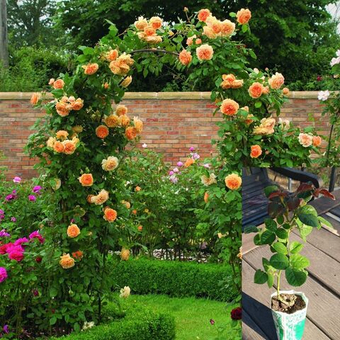 Роза Полька плетистая саженец с ЗКС.