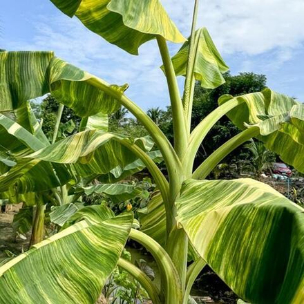 Банан вариегатный NAM WAH ICE CREAM