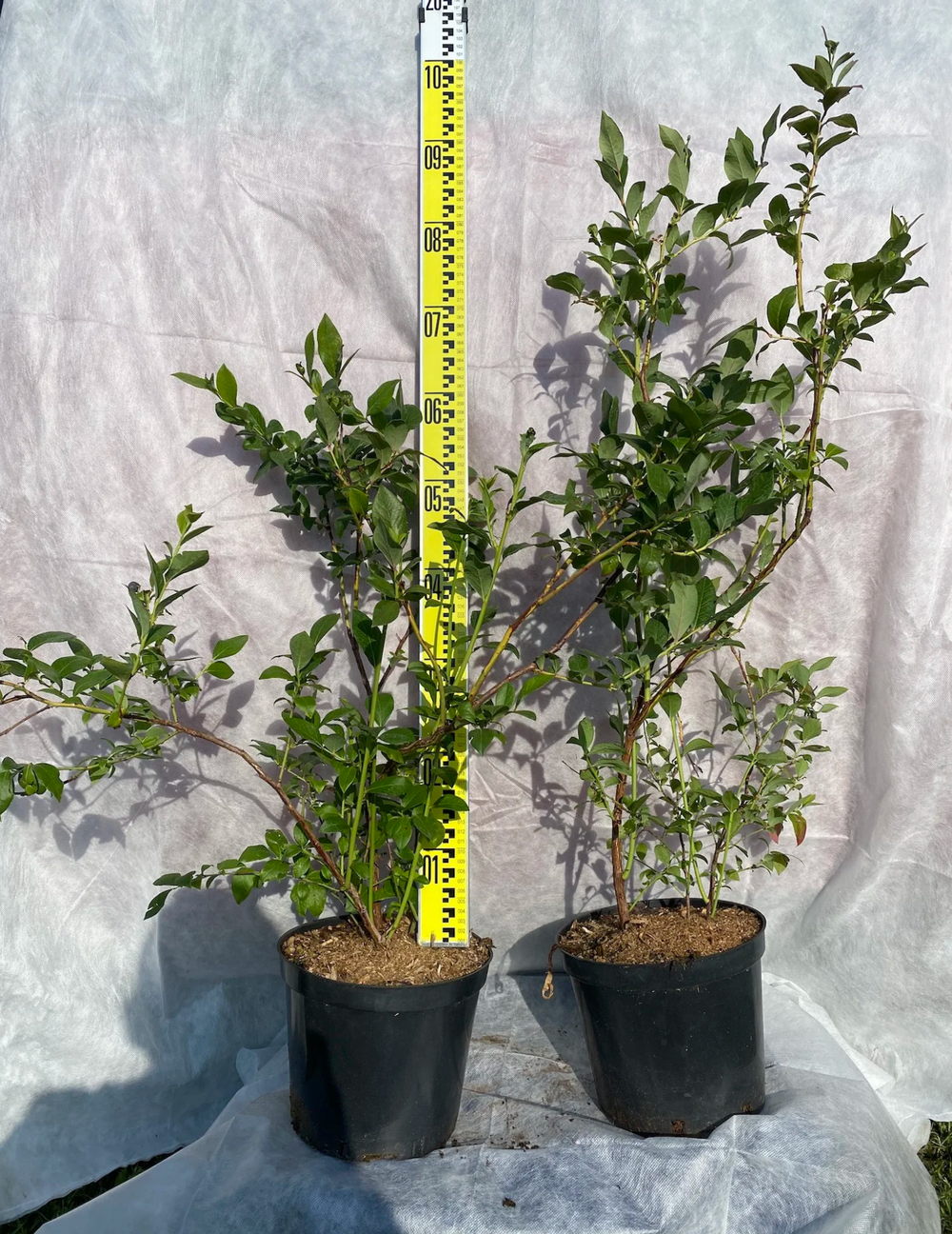 Голубика Блюголд