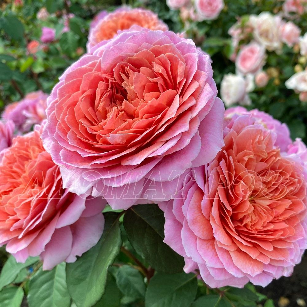 Айсфогель (Eisvogel)