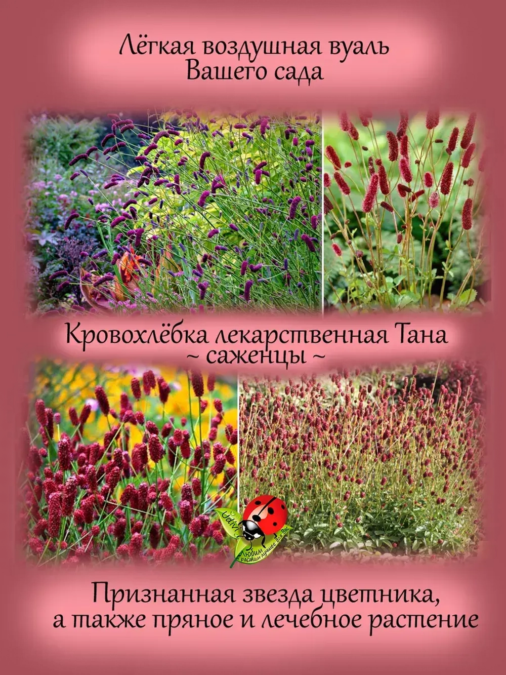 Кровохлёбка лекарственная Тана многолетняя