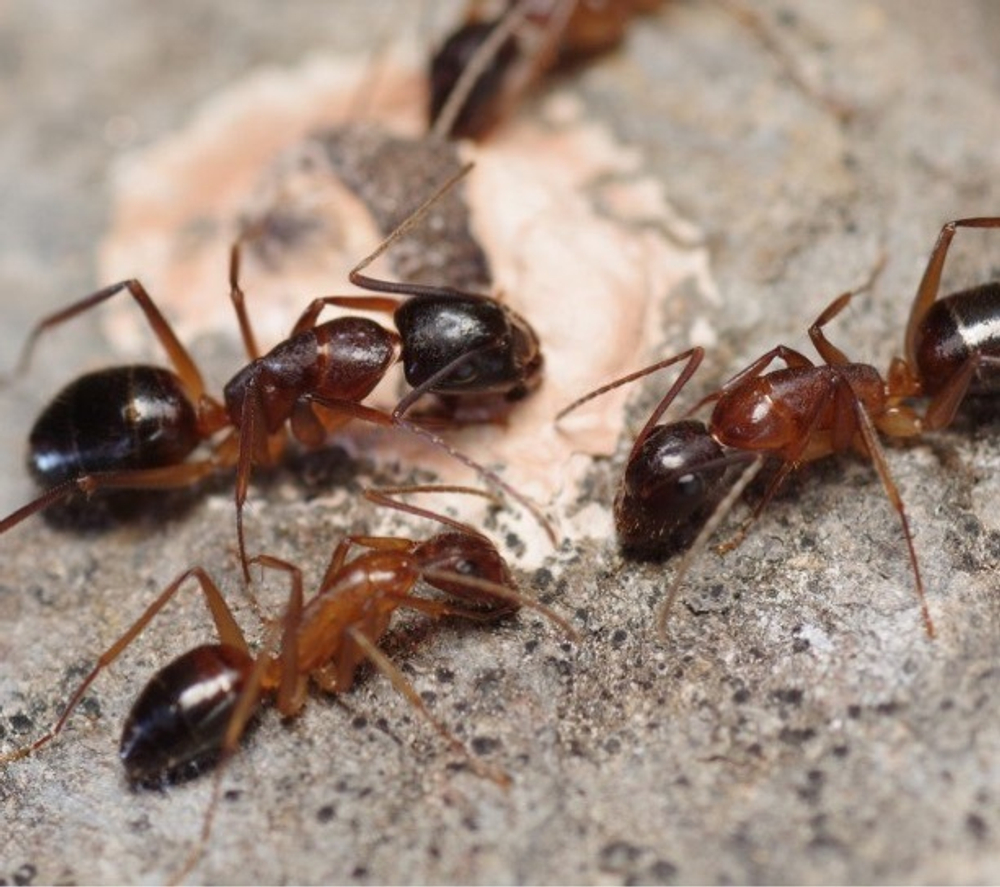 Муравьи Camponotus pilicornis