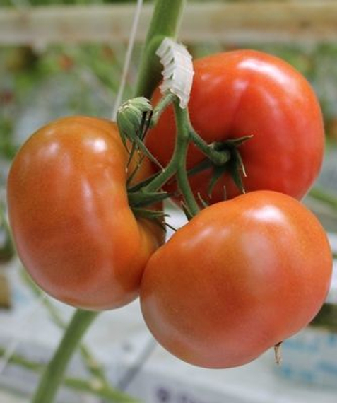 ДР 9544 ТЧ F1 семена томата индетерминантного (De Ruiter Seeds / Де Ройтер Сидс) – фото 2