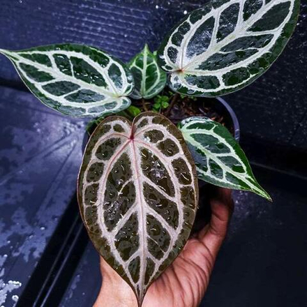 Антуриум RED TIGER