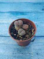 Lithops sp. (Литопсы)