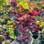 Кротон RUAY THAN JAI