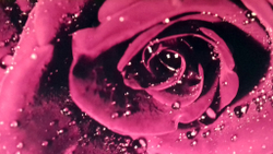 Микровелюр Xpoint (Икспоинт) 0043.02 Роза