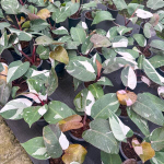 Филодендрон RED ANDERSON