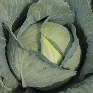 Капуста  белокочанная  Тайфун F1 100 (семян)