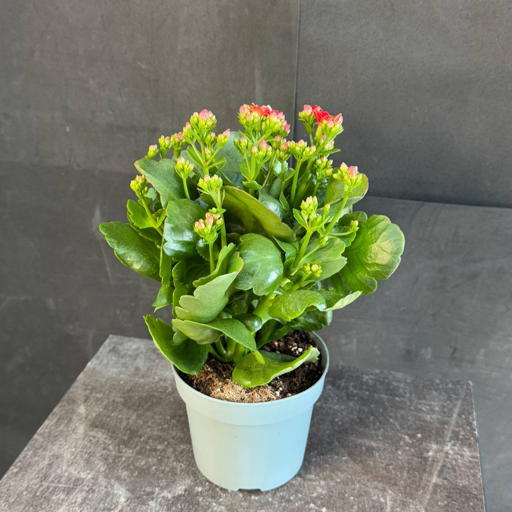 Каланхоэ Блоссфельда (Kalanchoe blossfeldiana) красное