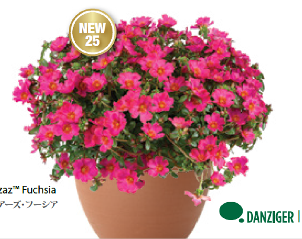 Портулак Mega Pazzaz Fuchsia ОКС укорененный черенок 5-10 марта
